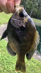 Lepomis macrochirus purpurascens