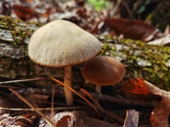 Psathyrella pseudovernalis