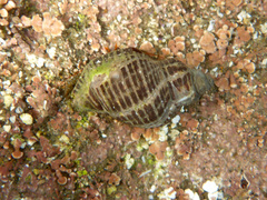 Acanthinucella