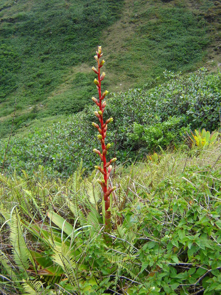 Glomeropitcairnia erectiflora