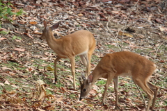Odocoileus virginianus