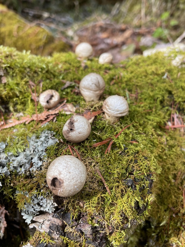 Apioperdon pyriforme · April 2026 · photo: © trscavo (iNaturalist, cc-by-nc)
