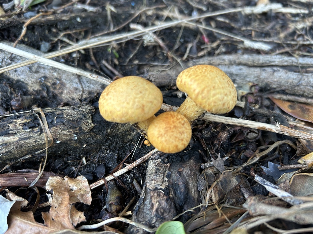 Gymnopilus junonius · April 2026 · photo: © stinkopotamus (iNaturalist, cc-by)