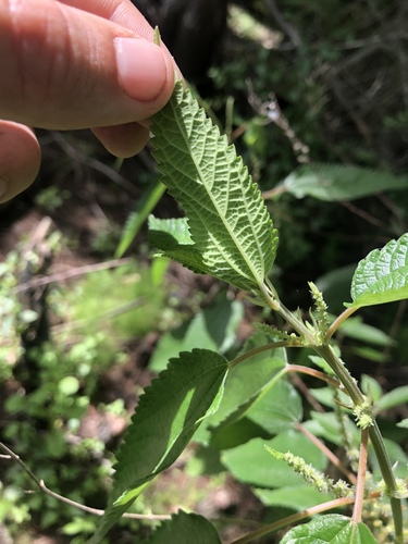 Boehmeria cylindrica image