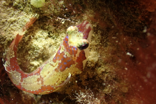 Apletodon dentatus