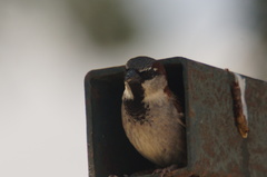 Passer domesticus