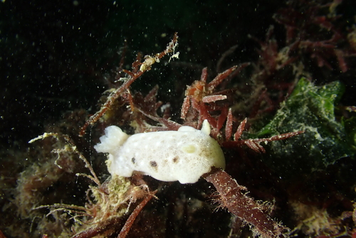 Jorunna tomentosa