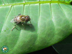 Eristalodes