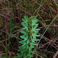 Chamaecrista desvauxii, photograph (c) Thomaz Ricardo Favreto Sinani, some rights reserved (CC BY)