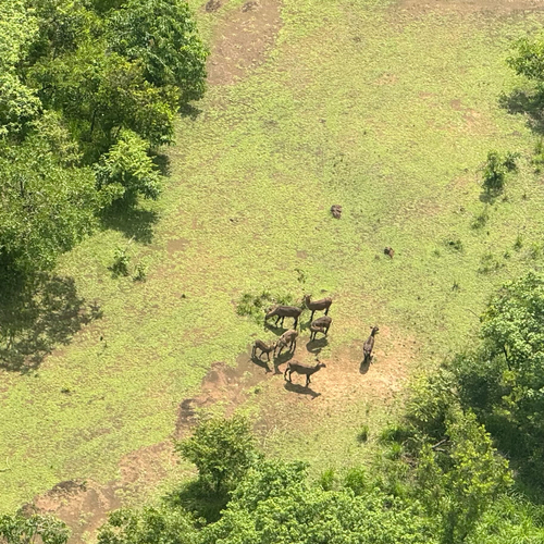 Defassa Waterbuck