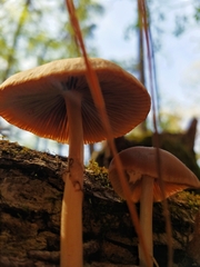 Psathyrella pseudovernalis