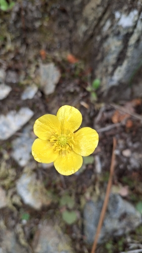 Ranunculus nigrescens