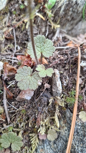 Ranunculus nigrescens, photograph 2