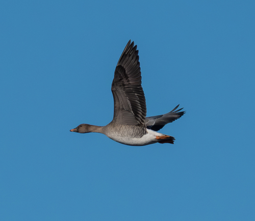 Tundra Bean Goose