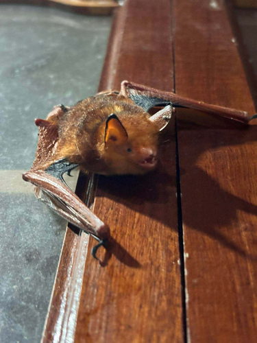 Orange-fingered Myotis