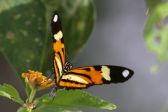 Heliconius ethilla