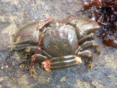 Petrolisthes cinctipes