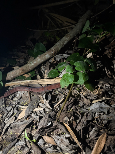 Red Mountain Ratsnake