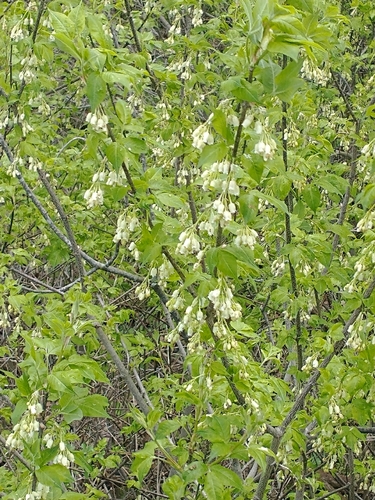 Staphylea trifolia