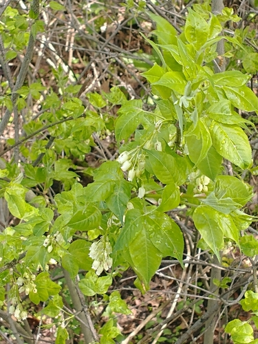 Staphylea trifolia