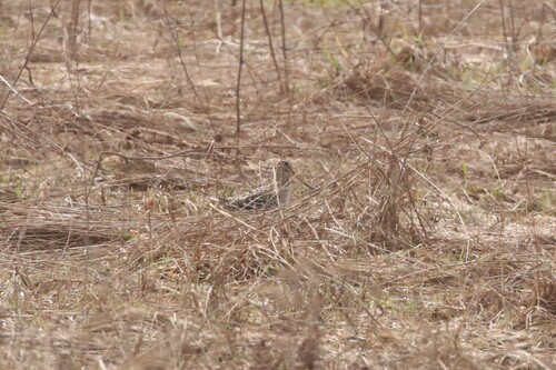 Great Snipe (Gallinago media), photo 4