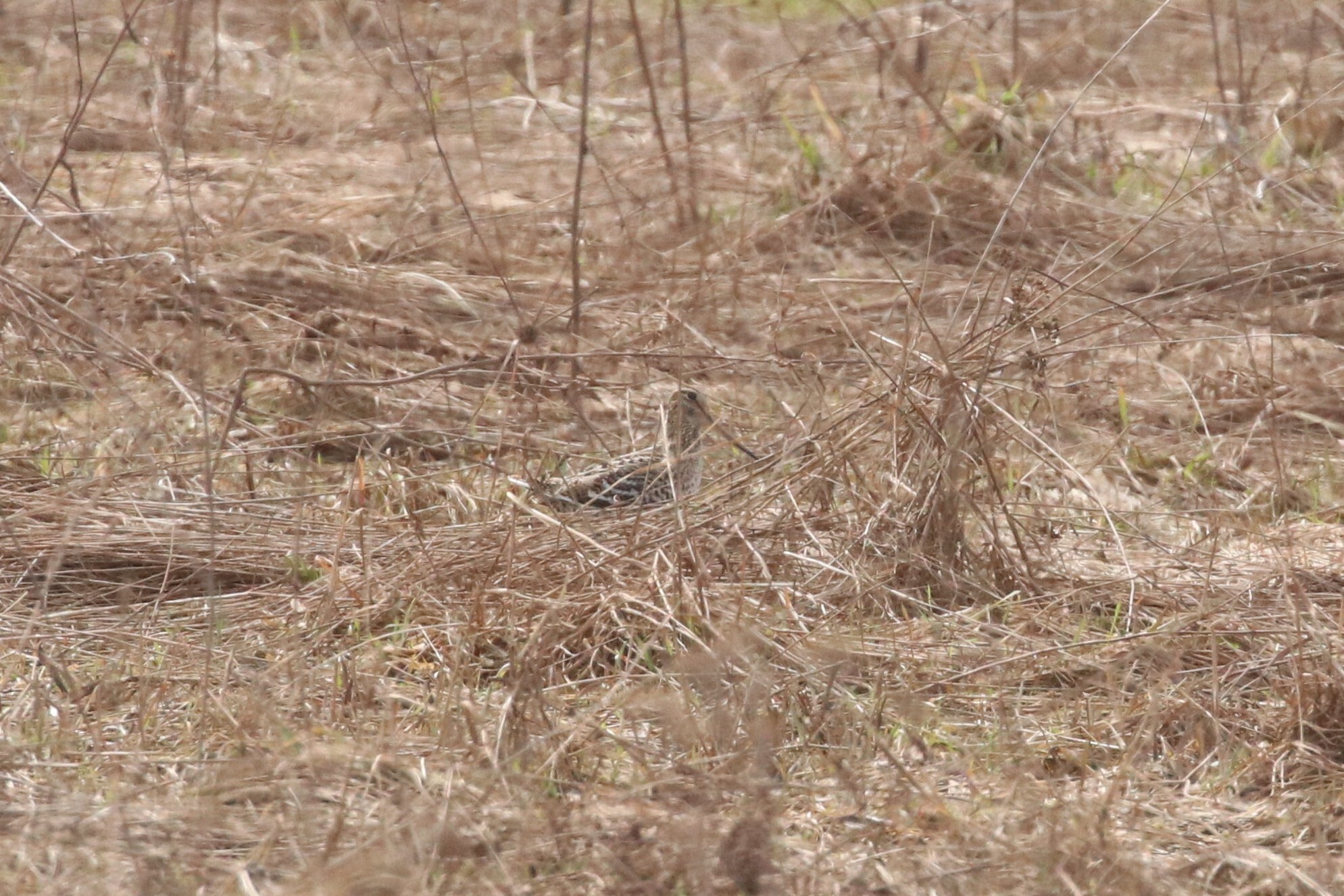 Great Snipe (Gallinago media), photo 4