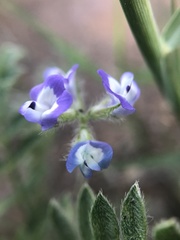Astragalus nuttallianus austrinus