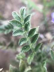 Astragalus nuttallianus austrinus