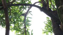 Ducula subflavescens
