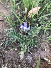 Astragalus nuttallianus austrinus
