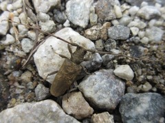 Acalolepta fraudatrix