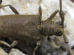 Acalolepta fraudatrix