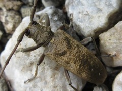 Acalolepta fraudatrix