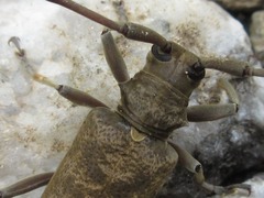 Acalolepta fraudatrix