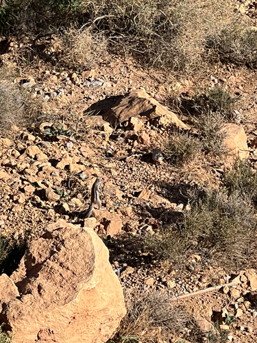 Barbary Ground Squirrel
