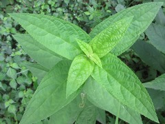 Scrophularia kakudensis