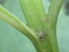 Scrophularia kakudensis