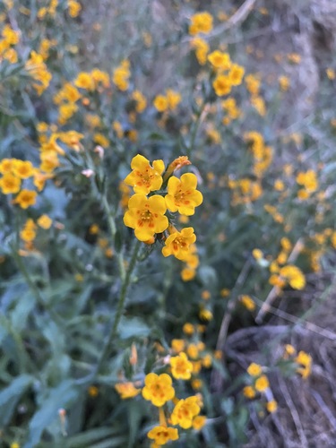 Eastwood's fiddleneck (Amsinckia eastwoodiae)