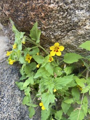 Erythranthe geniculata