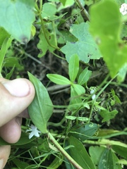 Diodia virginiana image