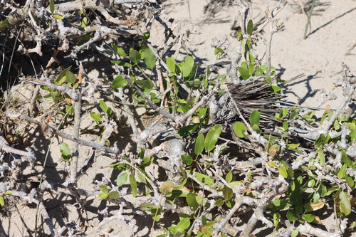 Commiphora lamii