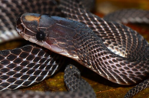 Matschie's African Ground Snake