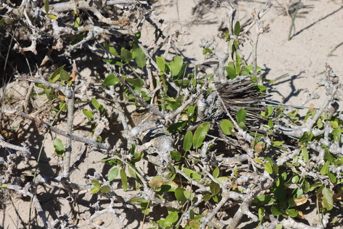 Commiphora lamii