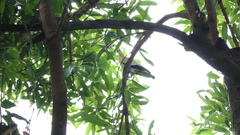 Ducula subflavescens