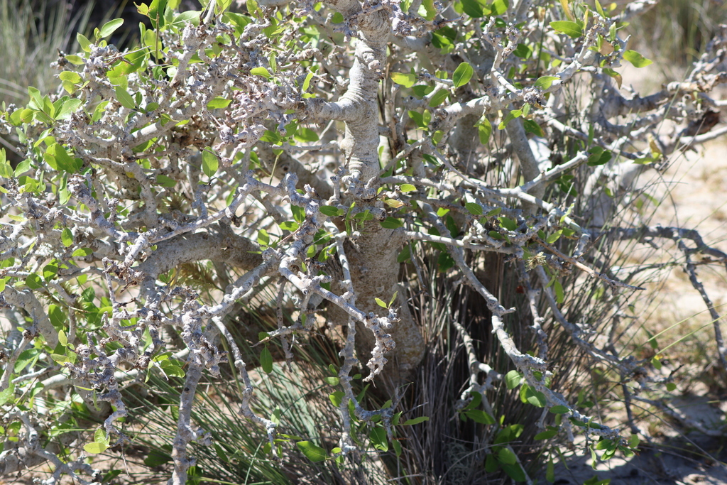 Commiphora lamii, Atsimo-Andrefana, MG-TL, MG