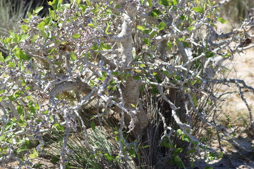Commiphora lamii