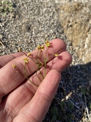 Eriogonum pusillum