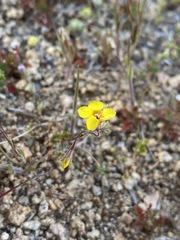 Leptosiphon chrysanthus