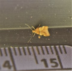 Theisoa constrictella