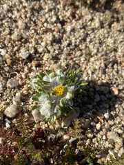 Eriophyllum pringlei